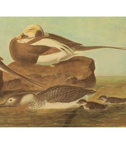 1966-long-tailed-ducks-after-john-j-audubon-xl-cottage-print-4779.jpg