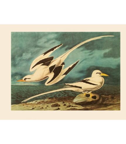 1966-white-tailed-tropicbirds-after-john-j-audubon-xl-cottage-print-6328.jpg