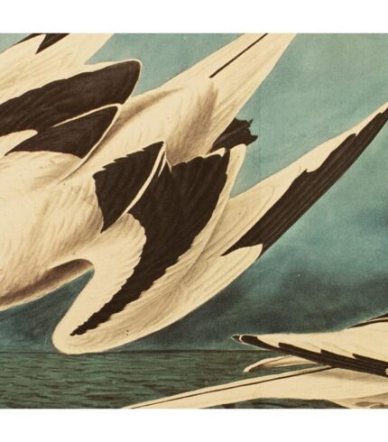 1966-white-tailed-tropicbirds-after-john-j-audubon-xl-cottage-print-6654.jpg